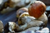 raccolta_funghi21