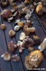raccolta_funghi22