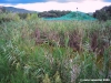 carapax20m