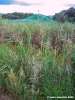 carapax21m