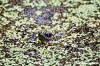 carapax37