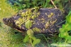 carapax56
