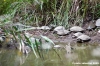 carapax62