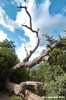 carapax85