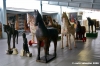 museo_trotto098