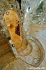giardino_tarocchi114