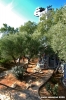 giardino_tarocchi313