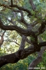 giardino_tarocchi341