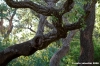 giardino_tarocchi342