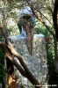 giardino_tarocchi371
