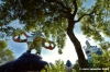 giardino_tarocchi383