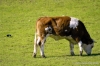 mucca003
