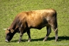 mucca004