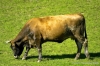 mucca005