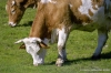 mucca008