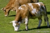 mucca009