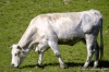 mucca012
