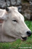 mucca06