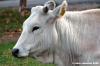 mucca12