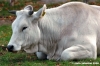mucca13