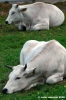 mucca19