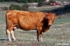 mucca_limousine1139_37