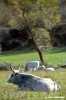 mucca_maremmana31_23