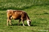 mucche1060_35