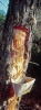 alonnisos62_113