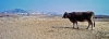 naxos23_432