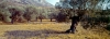 naxos24_306