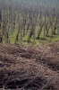 IMG0064_0186