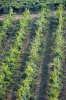 IMG0065_0186