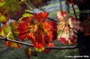 chianti_albola14