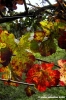 chianti_albola16