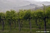 chianti_albola18