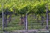chianti_albola21