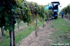 chianti_albola29