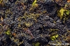 chianti_albola59