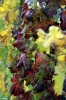 mercatale29_021027