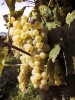 mercatale_12_020919