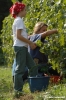 mercatale_vendemmia07