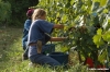 mercatale_vendemmia22