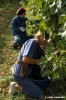 mercatale_vendemmia27