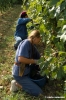 mercatale_vendemmia28