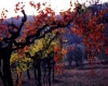 monteloro831101b45