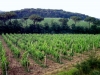 romola830705d45