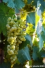 uva_vigna_chianti01