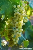 uva_vigna_chianti02