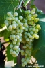 uva_vigna_chianti03